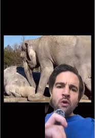 Image result for sad elephant