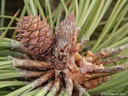 Attēlu rezultāti vaicājumam “Pinus ponderosa fruit”