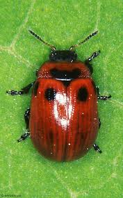 Attēlu rezultāti vaicājumam “Gonioctena viminalis”