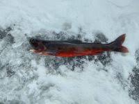Image result for Salvelinus alpinus