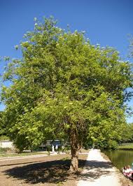 Attēlu rezultāti vaicājumam “Sambucus nigra leaf”