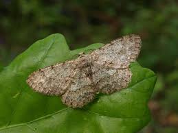 Attēlu rezultāti vaicājumam “Hypomecis punctinalis”