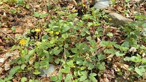 Attēlu rezultāti vaicājumam “Ficaria verna leaf”