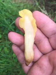 Attēlu rezultāti vaicājumam “Spathularia flavida”