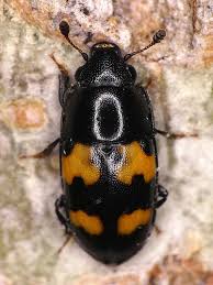 Attēlu rezultāti vaicājumam “Glischrochilus hortensis”