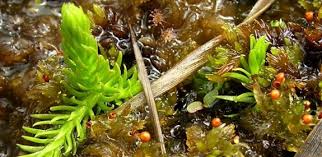 Attēlu rezultāti vaicājumam “Lycopodiella inundata”