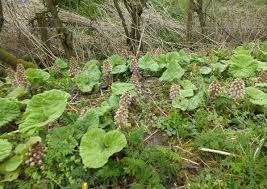 Attēlu rezultāti vaicājumam “Petasites hybridus leaf”