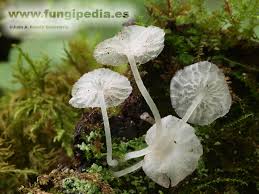 Attēlu rezultāti vaicājumam “Delicatula integrella”