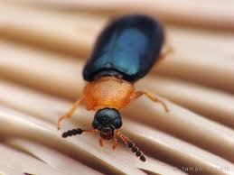 Attēlu rezultāti vaicājumam “Tetratoma fungorum”