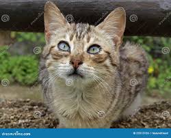 Attēlu rezultāti vaicājumam “Felis silvestris catus adult”