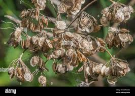 Attēlu rezultāti vaicājumam “Heracleum sphondylium subsp. sibiricum fruit”