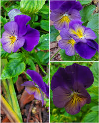 Attēlu rezultāti vaicājumam “Viola x williamsii flower”