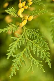 Attēlu rezultāti vaicājumam “Thuja occidentalis flower”