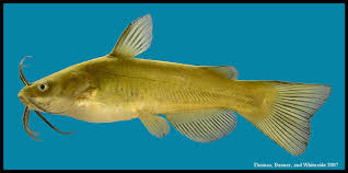 Image result for Ameiurus melas