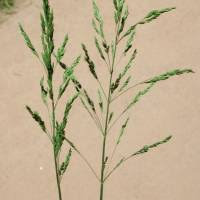 Attēlu rezultāti vaicājumam “Poa pratensis”