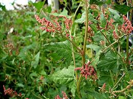 Attēlu rezultāti vaicājumam “Atriplex patula fruit”