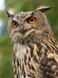 Attēlu rezultāti vaicājumam “Bubo bubo”