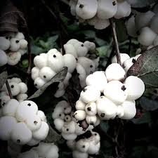 Attēlu rezultāti vaicājumam “Symphoricarpos albus fruit”