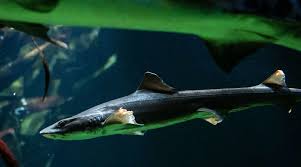 Image result for Mustelus asterias