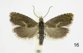 Attēlu rezultāti vaicājumam “Polypogon tentacularius male”