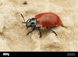 Attēlu rezultāti vaicājumam “Chrysomela populi”