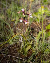Attēlu rezultāti vaicājumam “Epipactis palustris flower”
