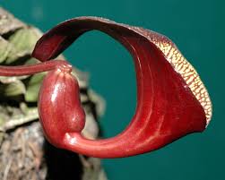 Attēlu rezultāti vaicājumam “Aristolochiaceae”