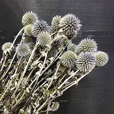 Attēlu rezultāti vaicājumam “Echinops sphaerocephalus flower”