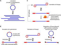 Image result for the end of the t-loop structure