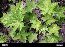 Attēlu rezultāti vaicājumam “Clavulinopsis cinerioides”