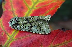 Attēlu rezultāti vaicājumam “Griposia aprilina”