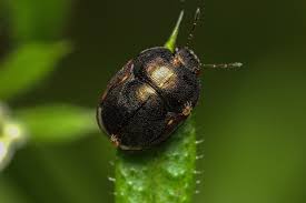 Attēlu rezultāti vaicājumam “Cydnidae”