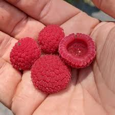 Attēlu rezultāti vaicājumam “Rubus parviflorus fruit”