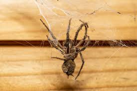 Attēlu rezultāti vaicājumam “Agelena labyrinthica”