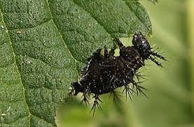 Attēlu rezultāti vaicājumam “Araschnia levana larva”