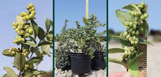 Attēlu rezultāti vaicājumam “Symphoricarpos albus fruit”