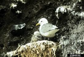 Attēlu rezultāti vaicājumam “Rissa tridactyla nest”