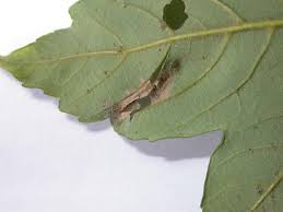 Attēlu rezultāti vaicājumam “Phyllonorycter platanoidella”