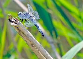 Attēlu rezultāti vaicājumam “Libellula fulva”