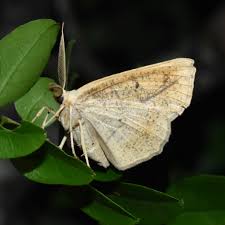 Attēlu rezultāti vaicājumam “Aphis confusa”