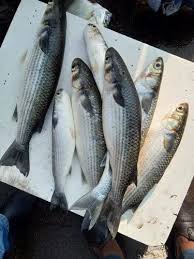 Image result for Chelon tricuspidens