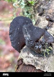 Attēlu rezultāti vaicājumam “Exidia truncata”