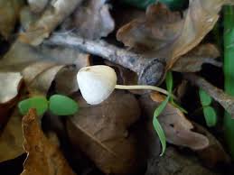 Attēlu rezultāti vaicājumam “Mycena filopes”