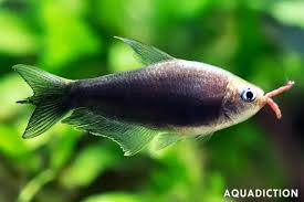 Attēlu rezultāti vaicājumam “Tetratoma ancora”