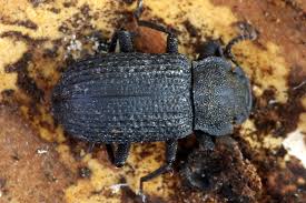 Attēlu rezultāti vaicājumam “Bolitophagus reticulatus”