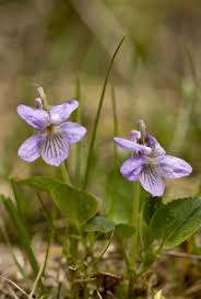 Attēlu rezultāti vaicājumam “Viola rupestris bud”