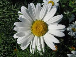 Attēlu rezultāti vaicājumam “Leucanthemum vulgare flower”