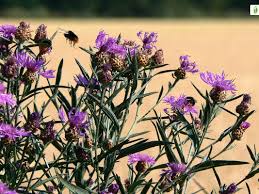 Attēlu rezultāti vaicājumam “Centaurea jacea flower”