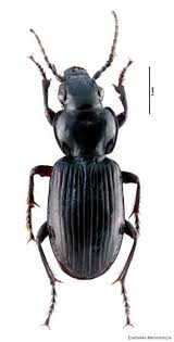 Attēlu rezultāti vaicājumam “Pterostichus aterrimus”