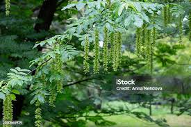 Attēlu rezultāti vaicājumam “Pterocarya fraxinifolia flower”